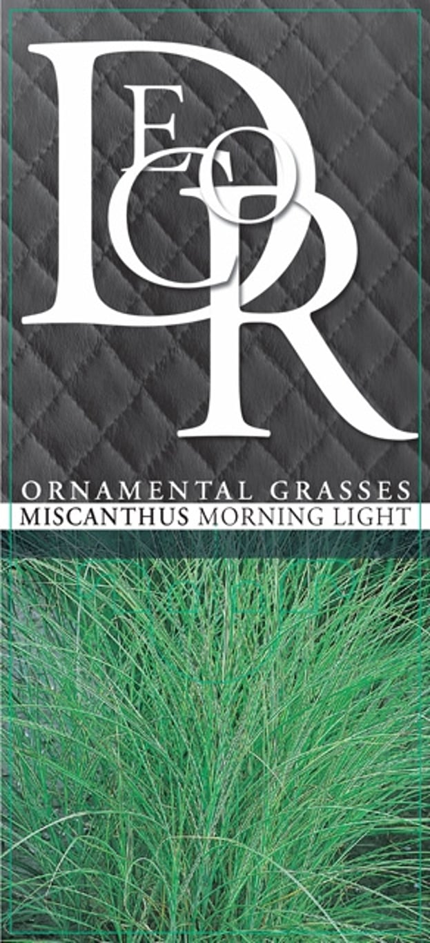 Miscanthus sin. 'Morning Light' - C2